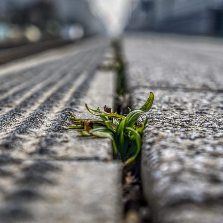 Grünpflanze wächst aus Ritzen des Pflasters in einer urbanen Umgebung.